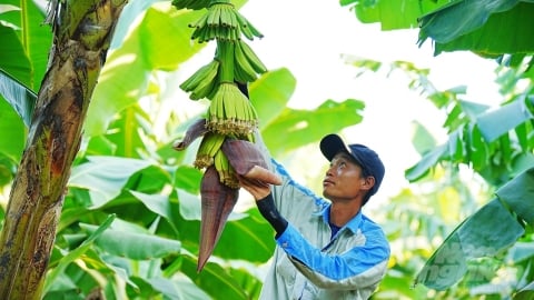 Nông nghiệp ở Unifarm: [Bài 2] Linh hoạt áp dụng kỹ thuật từ Dole