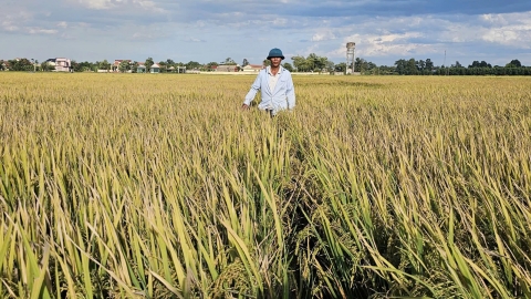 Nhìn lại thắng lợi vụ hè thu: Cánh đồng ‘không dấu chân’ và những nông dân có tiền tỷ