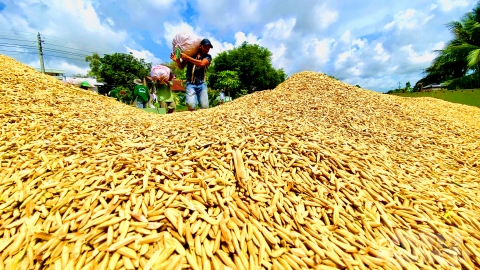 Nhìn lại thắng lợi vụ hè thu: Người trồng lúa miền Tây lãi hơn 30 triệu đồng/ha