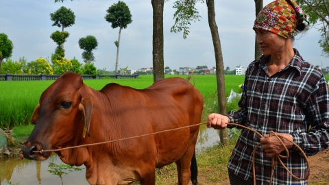 Nuôi bò sinh sản, giá bê hạ vẫn lãi lớn