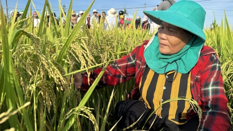 Những giống lúa của Vinaseed làm nông dân ‘say đắm'