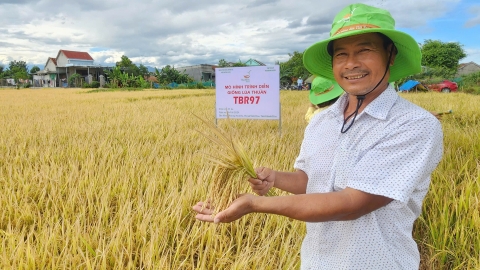 Lúa TBR97 năng suất cao, giá bán tốt