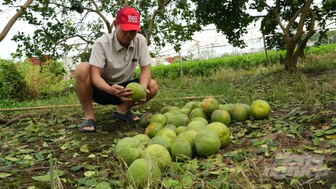 Thủ phủ bưởi Diễn 'rụng như sung' sau bão