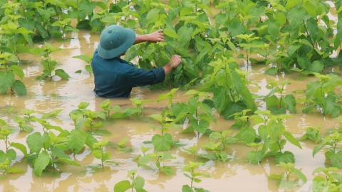 Yên Bái đường thành sông, cánh đồng thành biển nước