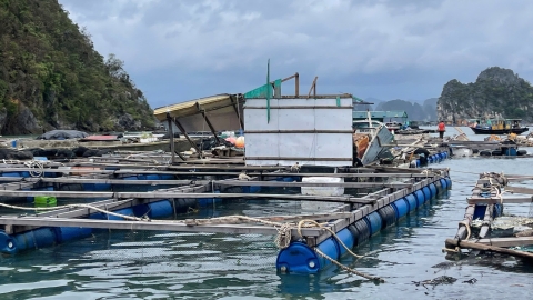 Hướng dẫn phục hồi nuôi thủy sản lồng bè sau mưa bão