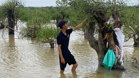 Vùng trồng đào thiệt hại gần 165 tỷ đồng, nhà vườn cụt vốn đầu tư