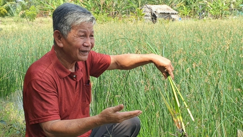 Băn khoăn làm lúa 3 vụ/năm: [Bài 5] Giảm vụ chỉ ý nghĩa khi đi kèm phục hồi hệ sinh thái