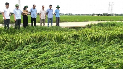 Bắc Giang tăng sản xuất vụ đông để bù thiệt hại bão lũ