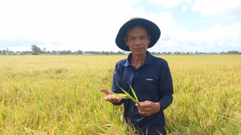 Hậu Giang mở rộng canh tác lúa giảm phát thải trong vụ đông xuân