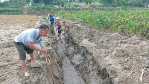 Khơi rãnh, tỉa cành cứu dâu tằm bị ngập úng