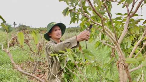 Quyết tâm ‘hồi sinh’ vùng vải chín sớm Phương Nam