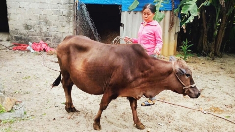 Hỗ trợ bò giống giúp hộ nghèo thoát nghèo bền vững