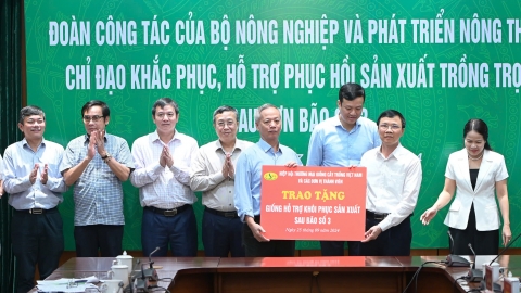 VSTA kịp thời hỗ trợ hạt giống phục hồi sản xuất sau bão số 3