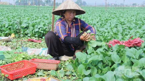 Sâu bệnh trong đất giảm, nông dân tăng tốc sản xuất vụ đông