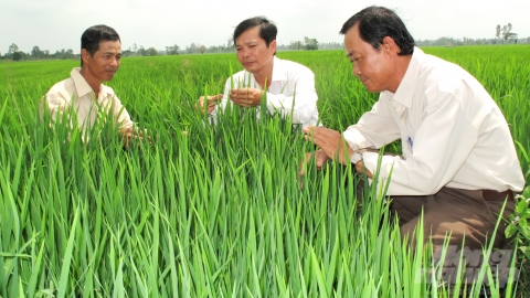 Vai trò đầu mối của khuyến nông cộng đồng trong Đề án 1 triệu ha lúa