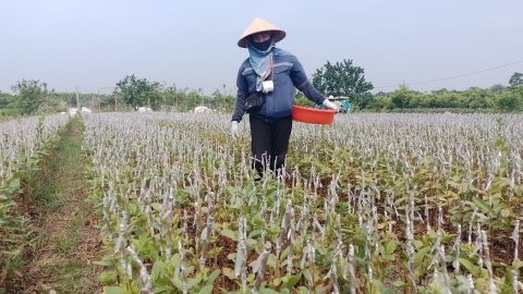 Người thành phố cũng sống khỏe bằng nghề nông