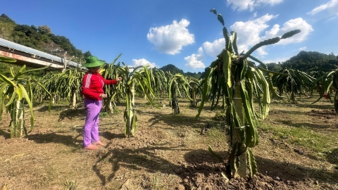 Thanh long Sơn La xuất khẩu sang nhiều nước