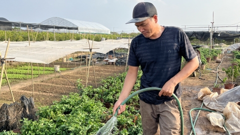 Làng hoa liêu xiêu vì giá cây giống tăng vọt