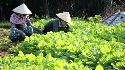 Cục Trồng trọt chỉ đạo ứng phó với bão số 6