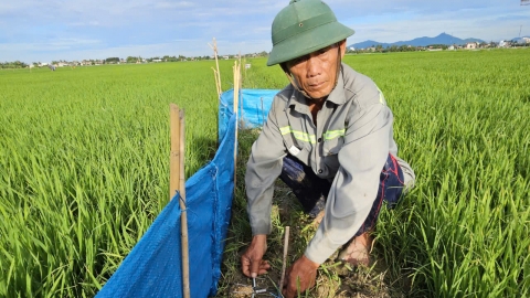 Dự báo sinh vật gây hại vụ đông xuân 2024 - 2025