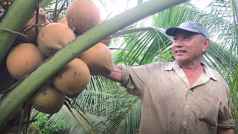 Tiền Giang không bỏ lỡ cơ hội xuất khẩu dừa tươi