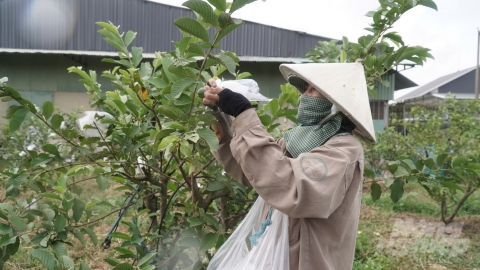 Hợp tác xã lấy phương châm 'ăn xanh - sống lành'