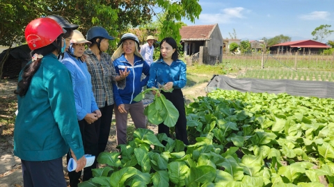 Quảng Ninh đảm bảo thắng lợi cho 8.000ha cây trồng vụ đông