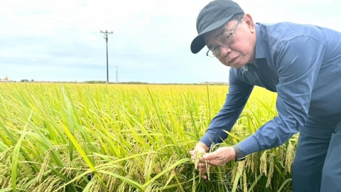 ThaiBinh Seed và 'hạt giống hoàn mỹ' mang tên TBR97