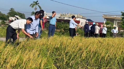 Lúa khỏe, năng suất tăng nhờ phân bón hữu cơ và cấy hàng rộng, hàng hẹp