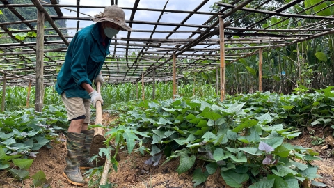 Chú ý giữ ấm, giữa ẩm cho cây vụ đông