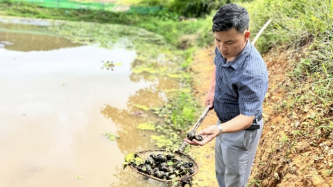 Cải tạo ao bỏ hoang, ruộng trũng nuôi ốc nhồi, kiếm bộn tiền