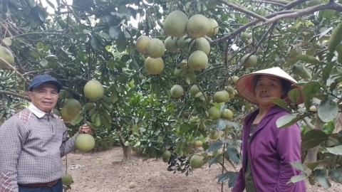 Sản xuất VietGAP, cây ăn quả phục hồi tốt sau mưa lũ, cho năng suất cao