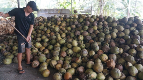 Hỗ trợ thúc đẩy liên kết phát triển ngành hàng dừa Trà Vinh