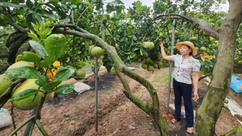 Một xã thu trên 100 tỷ đồng/năm nhờ trồng bưởi tôm vàng an toàn