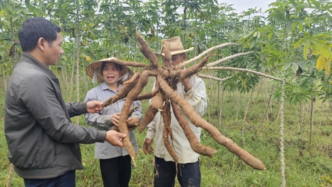 Nông dân trông chờ giống sắn mới