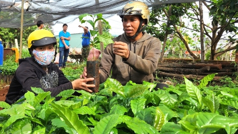 Gia Lai ổn định diện tích 100 nghìn ha cà phê, thâm canh bền vững