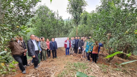 'Bắt bệnh, bốc thuốc' cho vùng cam Hà Giang