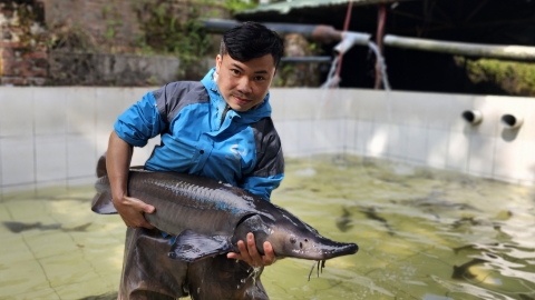 Một số nơi phát triển nóng nuôi cá nước lạnh