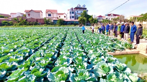 Hà Nội xây dựng mô hình sản xuất rau an toàn gắn với du lịch