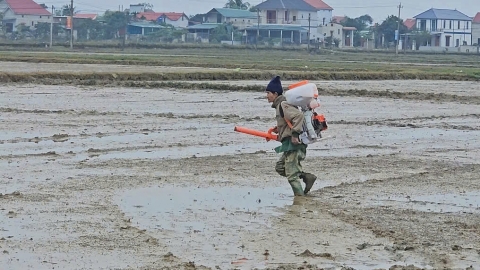 Nông dân Quảng Bình gieo sạ lúa đông xuân sớm trong mưa lạnh