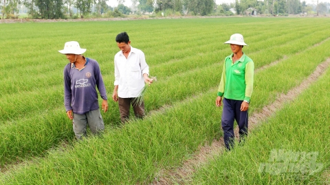 Đồng Tháp chuyển đổi sản xuất hơn 1.800ha đất lúa