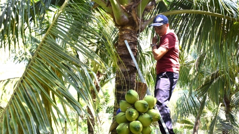 Nông nghiệp Bình Định phấn đấu tăng 3,2 - 3,6% trong năm 2025