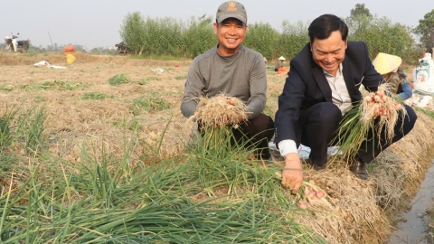 Hành vụ đông bội thu