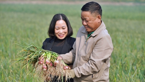 Vụ đông Hải Dương thắng lợi toàn diện