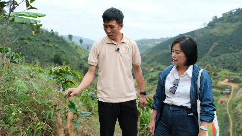 ‘Lá chắn tự nhiên’ chống xói mòn, sương muối cho cà phê chè Mai Sơn