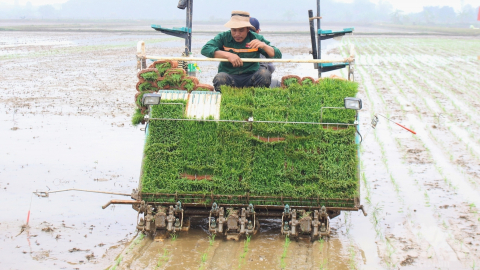 Vượt giá rét, hoàn thành gieo cấy lúa vụ đông xuân