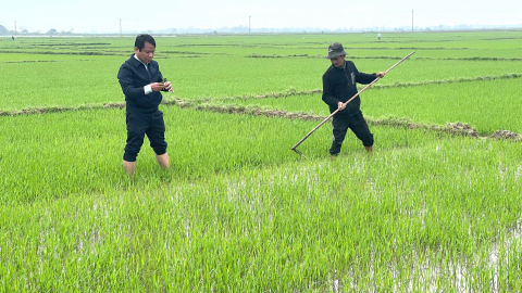 Quảng Trị khẩn trương chăm sóc cây trồng sau ngập úng