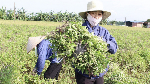 Trồng húng quế chế tinh dầu, thu nhập 300 - 400 triệu đồng mỗi năm