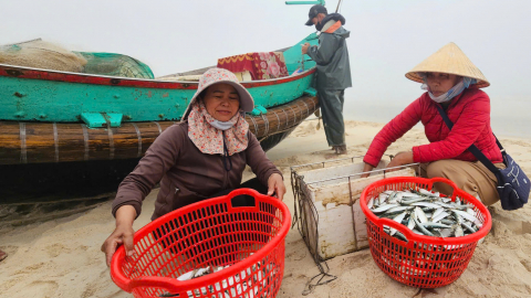 Được mùa cá trích, ngư dân bãi ngang kiếm tiền triệu mỗi ngày