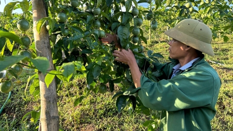 Chanh leo xua đuổi đói nghèo